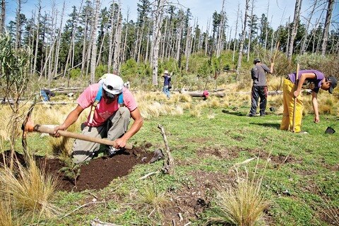 Bombardier impulsa plan de reforestación