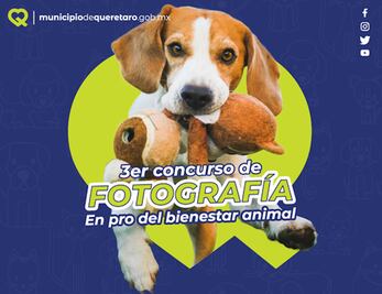 Hazle foto a tu perrhijo o gathijo y postúlate a este concurso en Querétaro