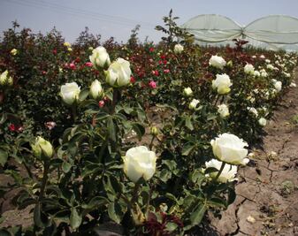 El Organal, tierra de  floricultores de rosas