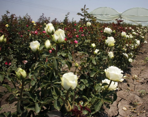 El Organal, tierra de  floricultores de rosas