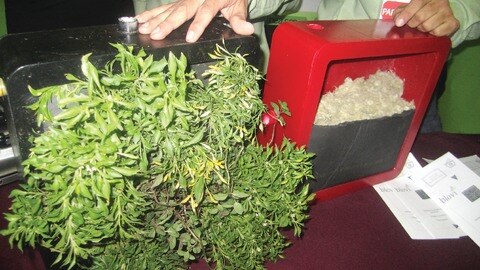 Queretanos crean jardines inteligentes