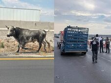 Resguardan a toro que se desplazaba sin control por la carretera 57