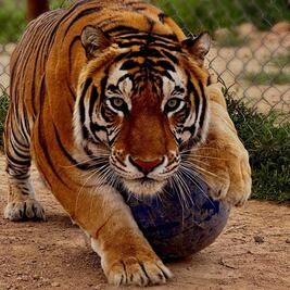 Santuaai, la reserva ecológica que salva a especies en peligro