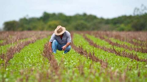 Crecimiento exigirá más agrónomos en Querétaro 