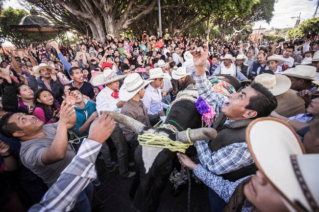 Tradición. Ofrendan buey a la Virgen