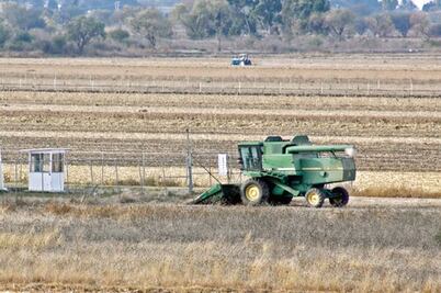 Prevén caída en precio del maíz 