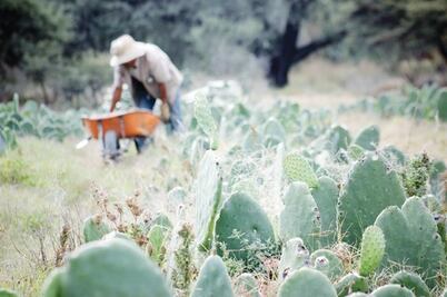 Esperan recursos 350 ex braceros