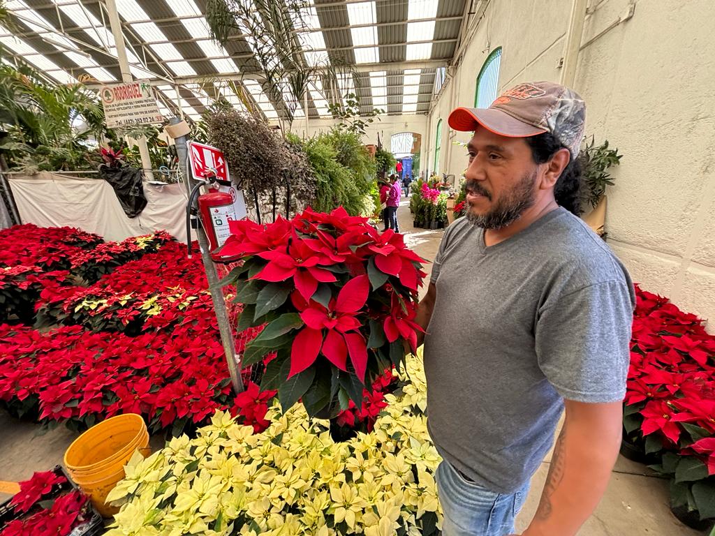 Nochebuenas, listas para imprimir el ambiente navideño