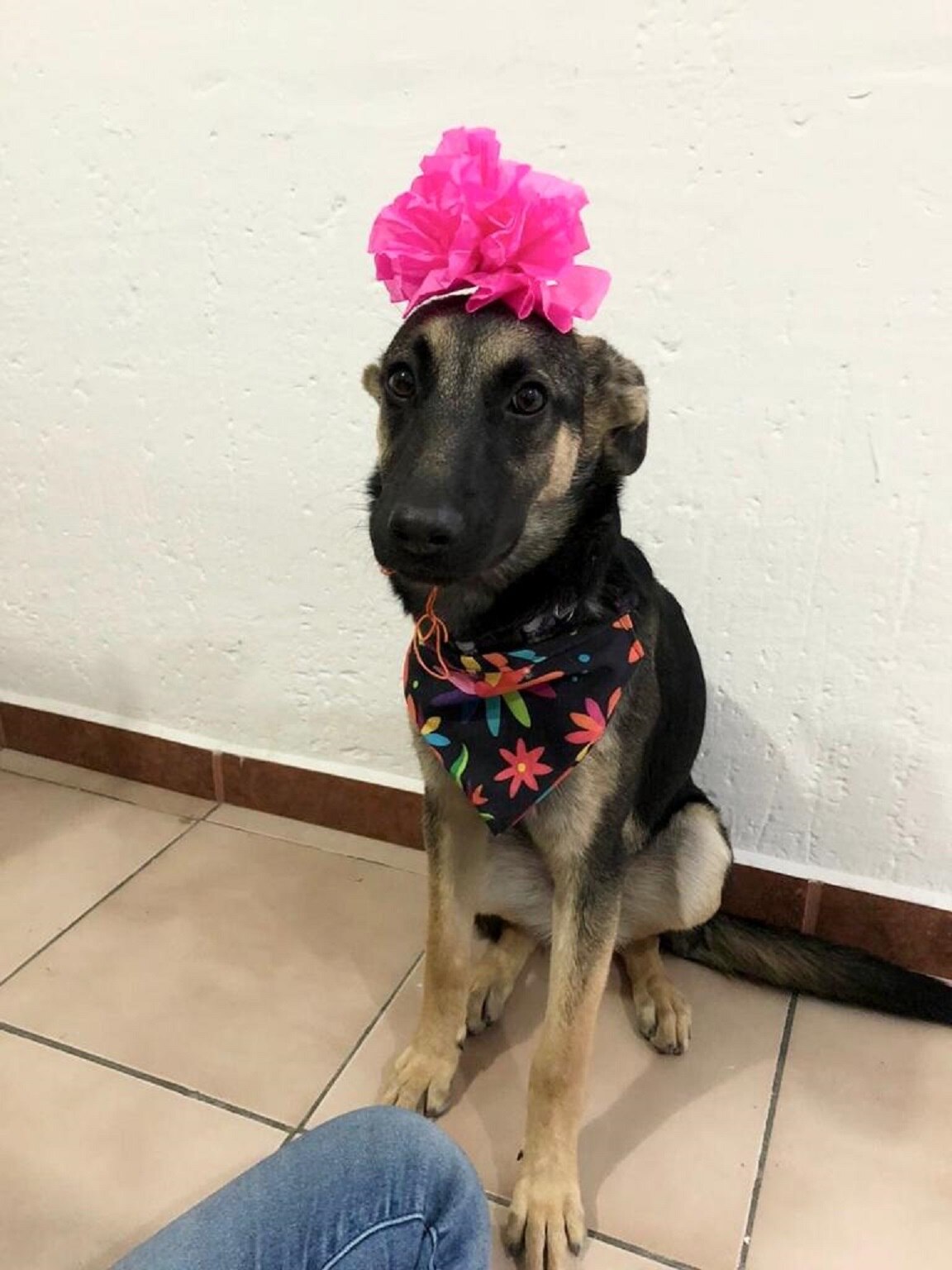 Lanzan concurso de foto para mostrar la vida feliz de los perrhijos en Querétaro