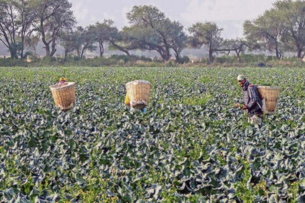 Buscará Mauricio Kuri recursos de Sagarpa