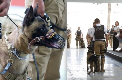 Jubilan a ocho lomitos policía del Grupo Táctico K-9