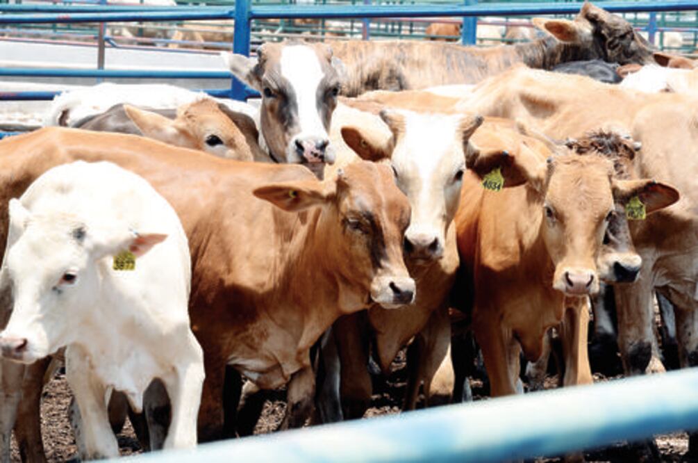 Piden represalias contra cárnicos