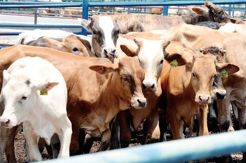 Piden represalias contra cárnicos