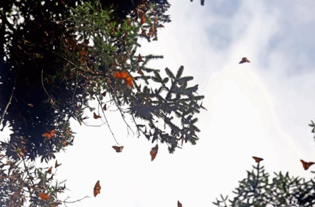 La Monarca retoma su reino