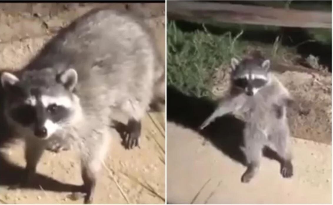 Mapaches se quedan como estatuas tras ser descubiertos y conmueven en redes