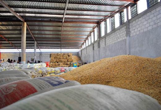 Sagarpa proyecta blindar precio de venta del  maíz