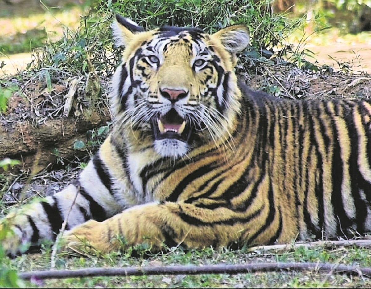 Ejidos, en alerta por un tigre suelto