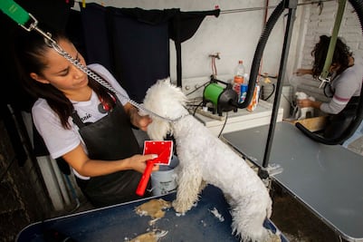 Comienza semana de vacunación antirrábica; aplicarán 15 millones de dosis gratuitas