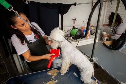 Comienza semana de vacunación antirrábica; aplicarán 15 millones de dosis gratuitas