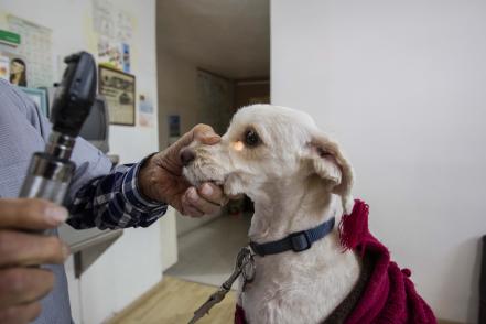 Males caninos. Crece cultura preventiva en mascotas 