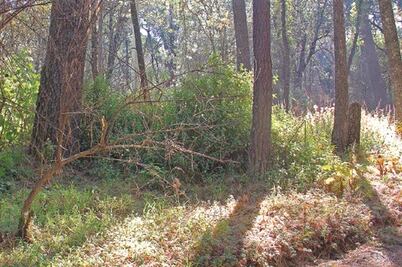 Tiran 600 mil árboles infectados 