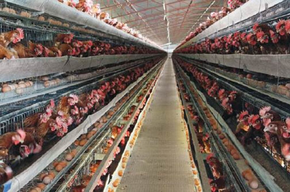 Bonanza en granja militar