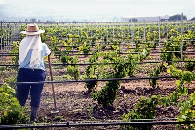 Estiman vinicultores crecimiento de 30% 
