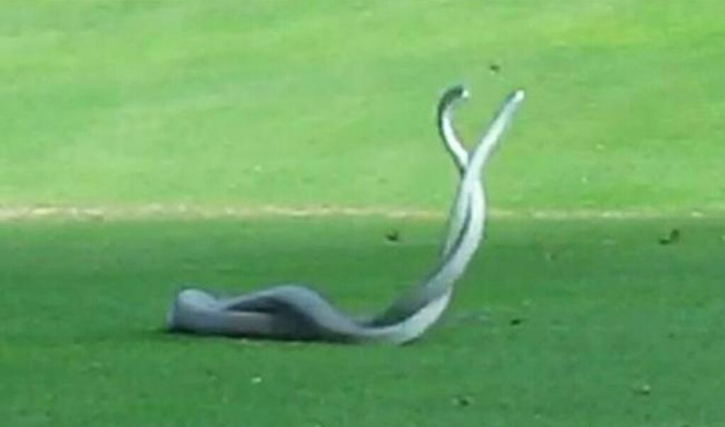 Captan en video a dos mambas negras peleando en un campo de golf