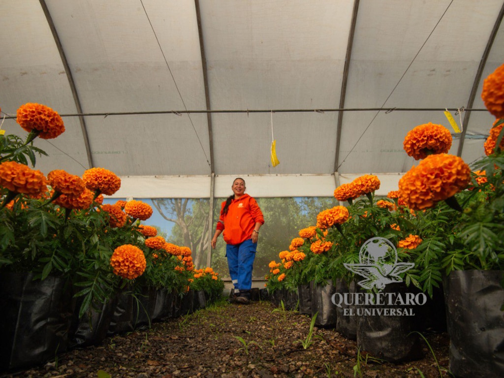 Cempasúchil del vivero municipal de Querétaro aviva la tradición