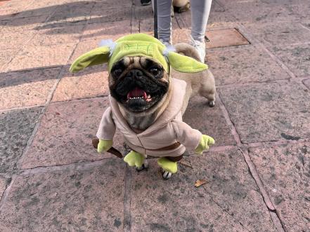 Los pugs invaden otra vez Querétaro; celebran la pugmanía 