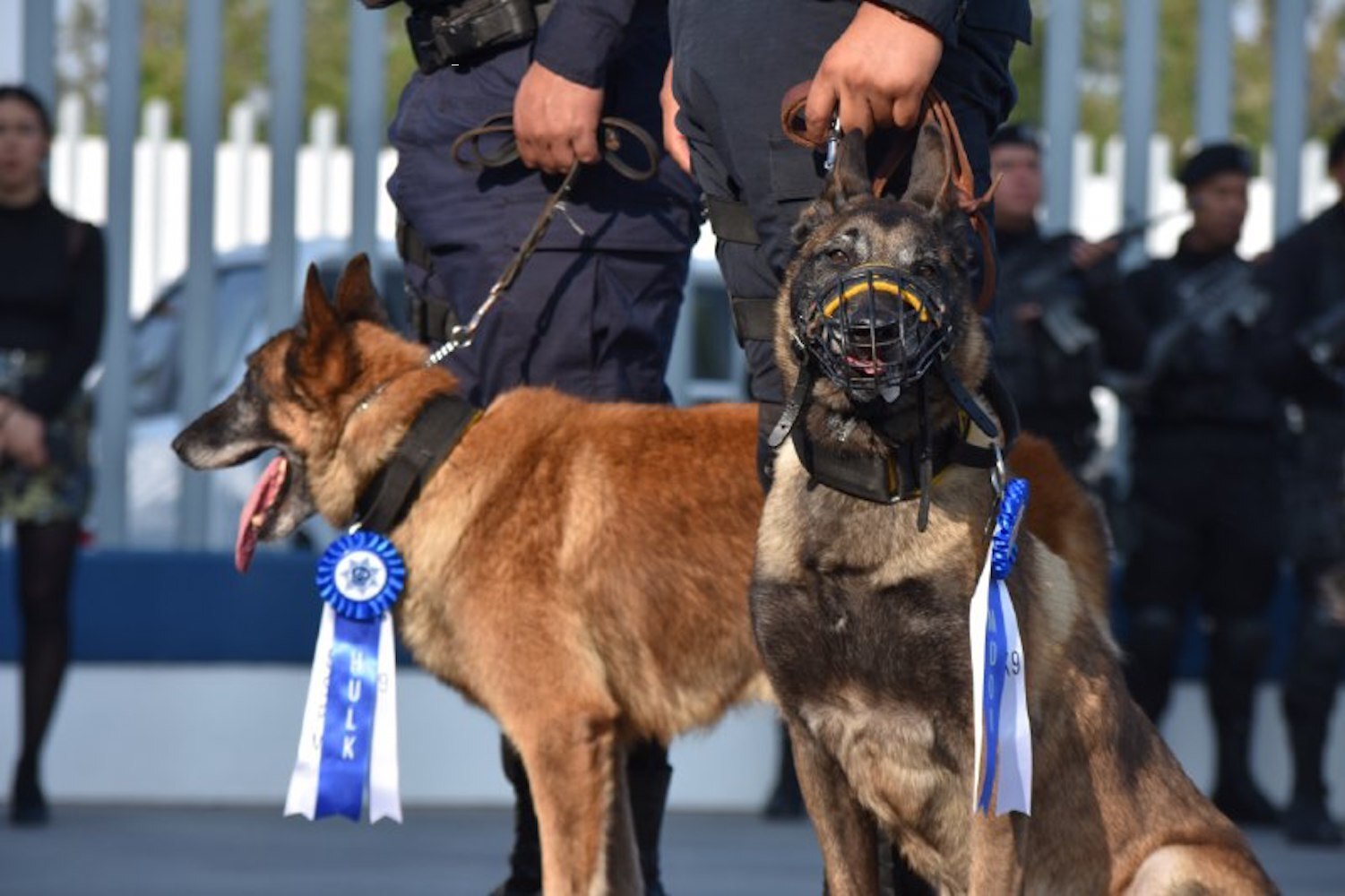 Moon y Hulk se jubilan; los binomios integraban la policía municipal de Corregidora