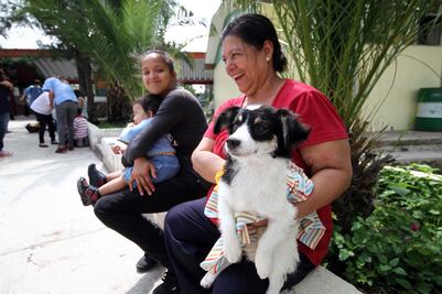 Diputados propondrán cárcel para quien abandone o maltrate animales