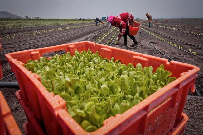 Ven difícil situación para sector agropecuario