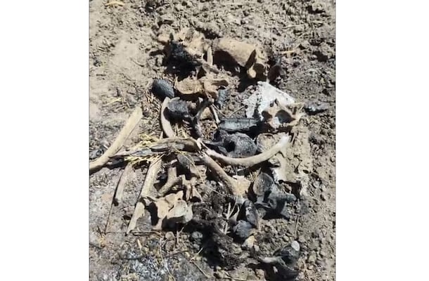 Colectivo descubre zona de exterminio en Tamaulipas