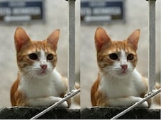 Buscan a “Mandarina”, gatita extraviada en San Juan del Río
