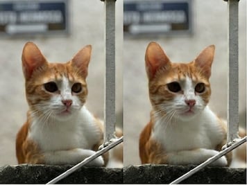 Buscan a “Mandarina”, gatita extraviada en San Juan del Río