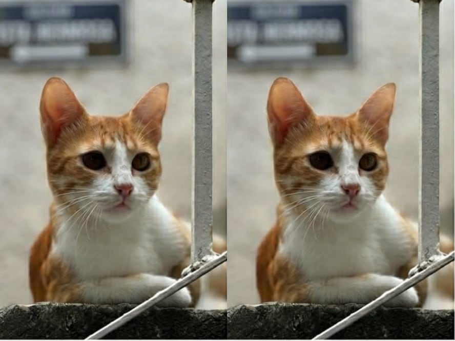FOTO. CAPTURA DE PANTALLA
