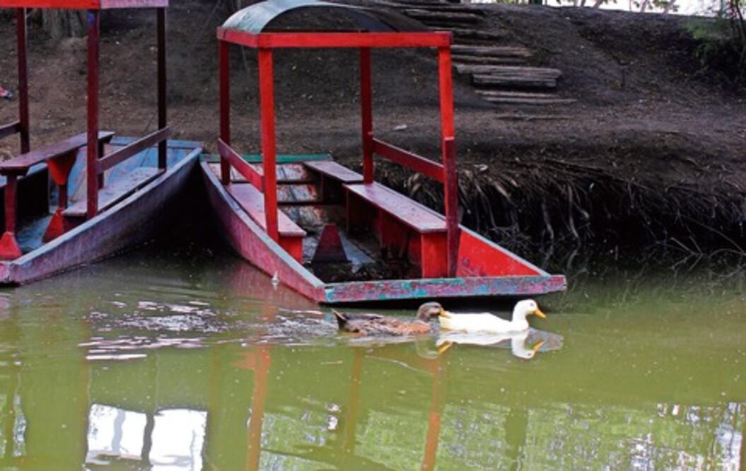 Convocan a adoptar patos en San Juan