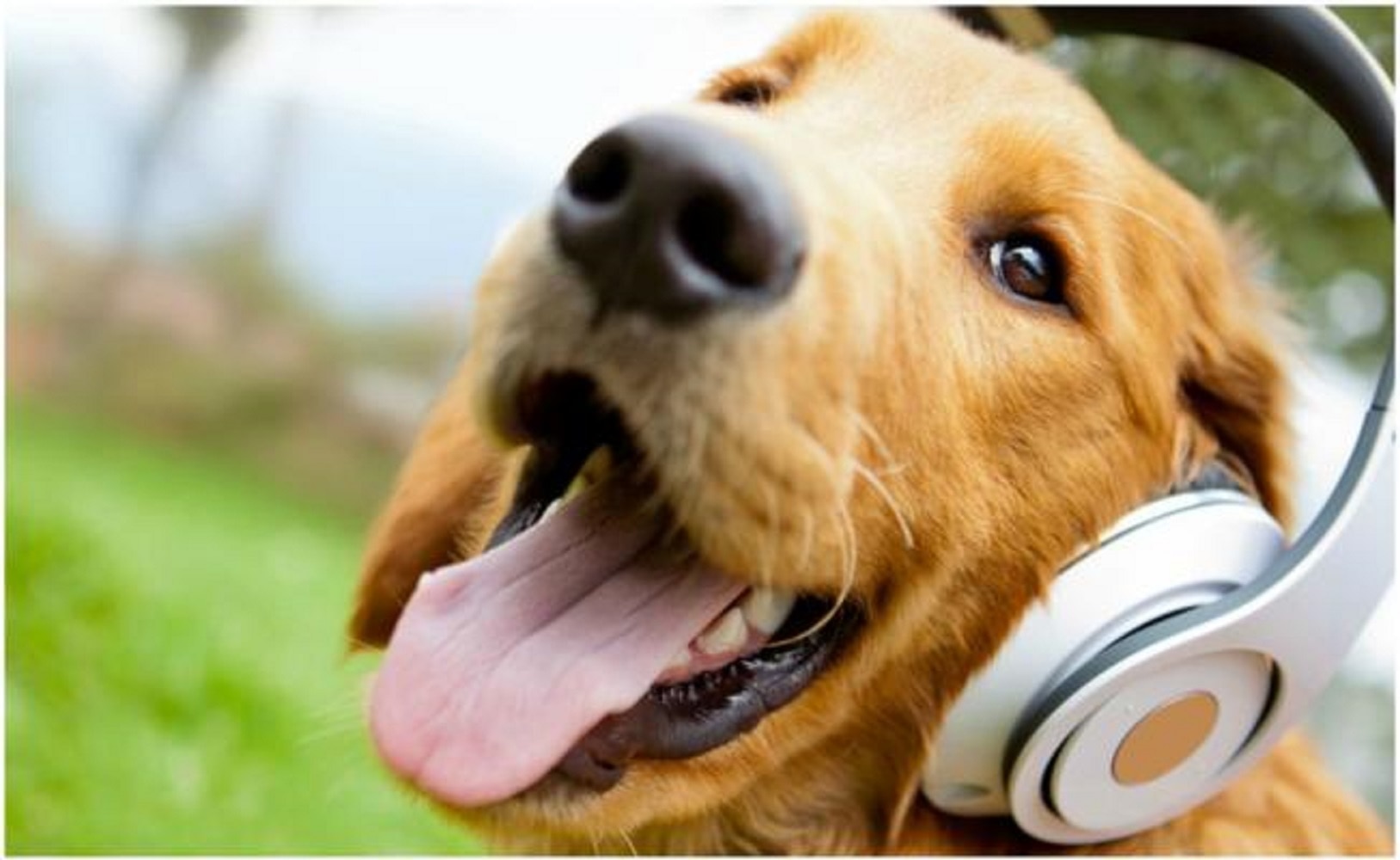 4 tips para destacar las fotos de tus mascotas