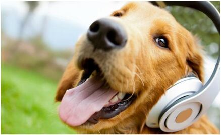 4 tips para destacar las fotos de tus mascotas