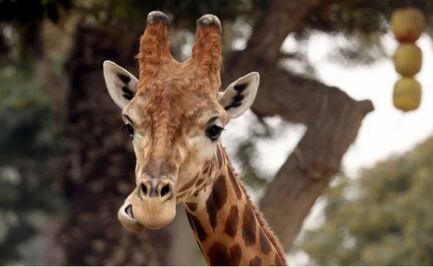 Dos jirafas mueren al ser alcanzadas por un rayo en safari de Florida