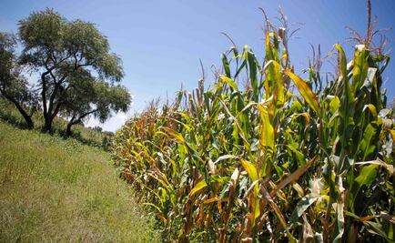 Cultivo de maíz, el más afectado en Querétaro