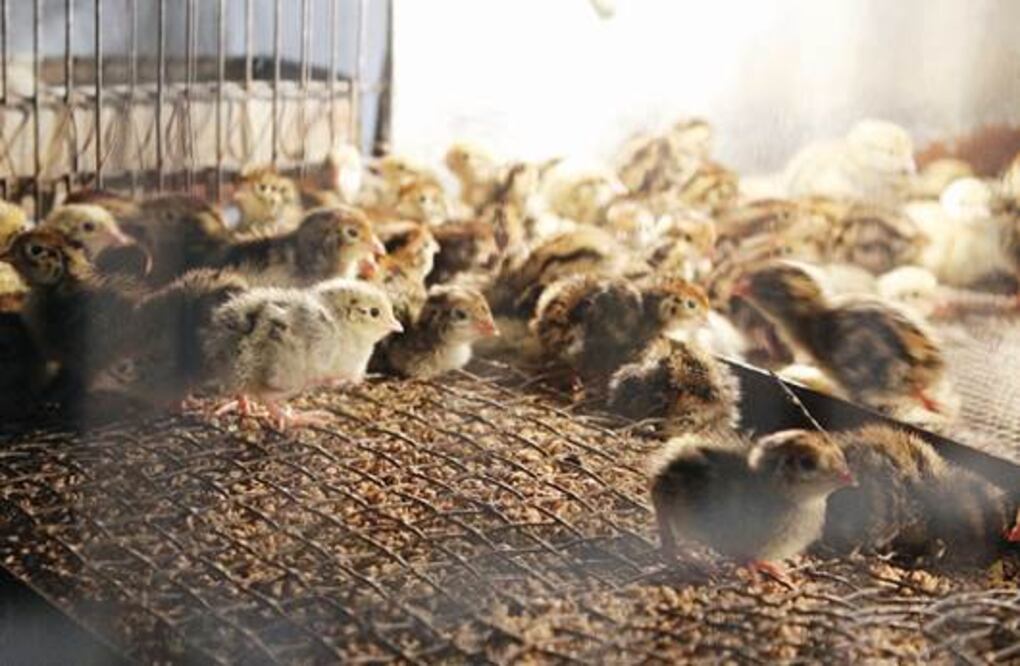 Destinan 20 mdp a sector pecuario 