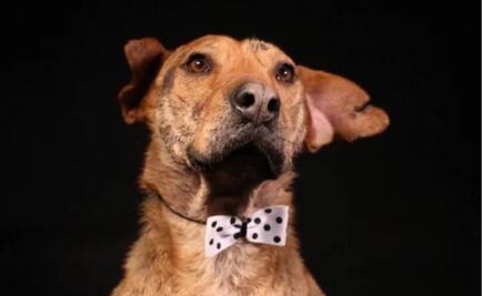 “Serafín,” el perro que nadie ha querido adoptar en Bogotá