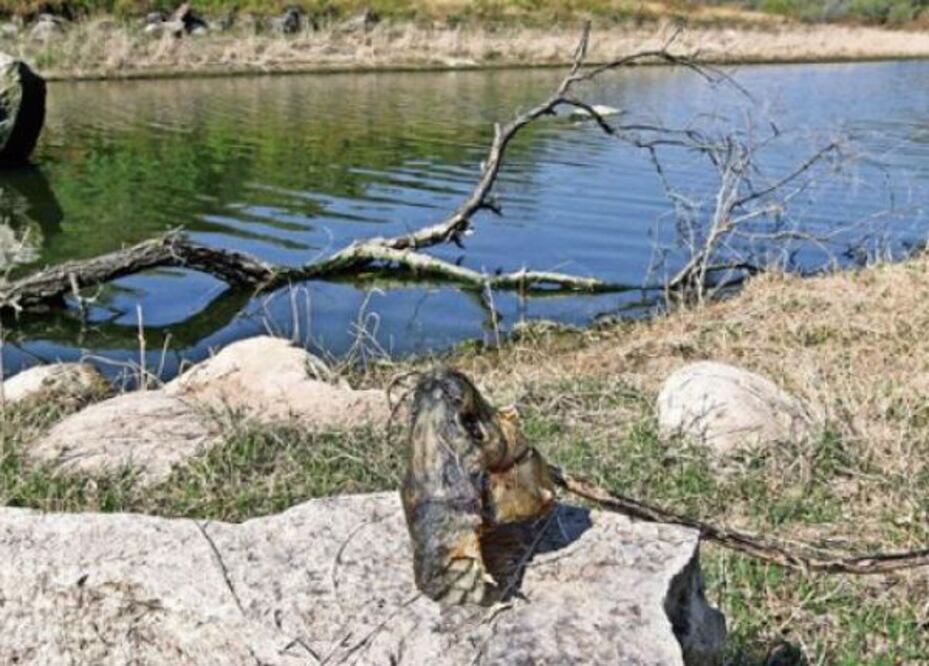 Presas contaminadas, asegura diputado