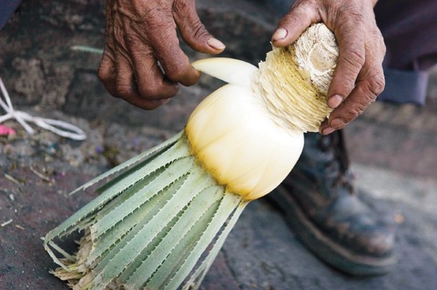 Crean vivero para sotol