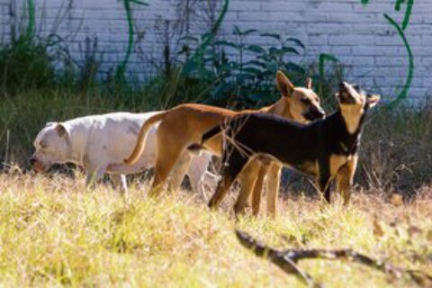 Fauna silvestre, vulnerable