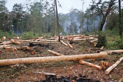 Llaman a crear reglamento ecológico