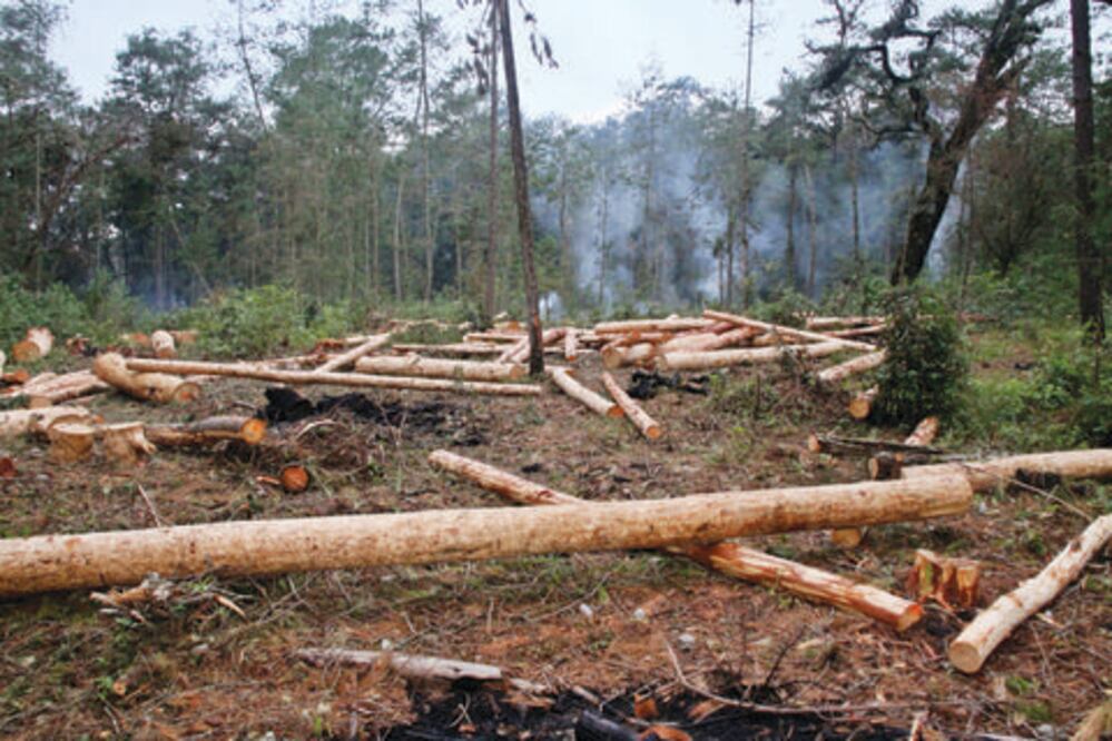 Llaman a crear reglamento ecológico