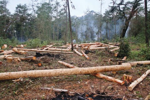 Llaman a crear reglamento ecológico